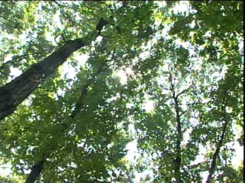 ガイナを動画でご紹介します！