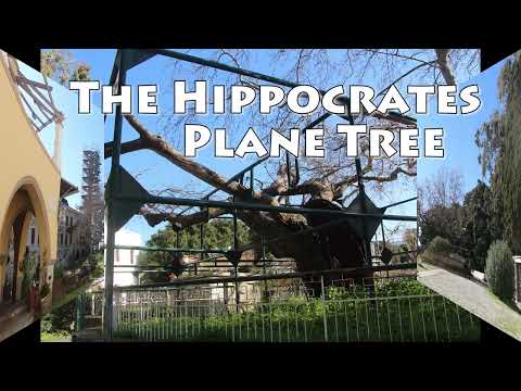 Hippocrates' Plane Tree in Kos Town on the island of Kos in Greece