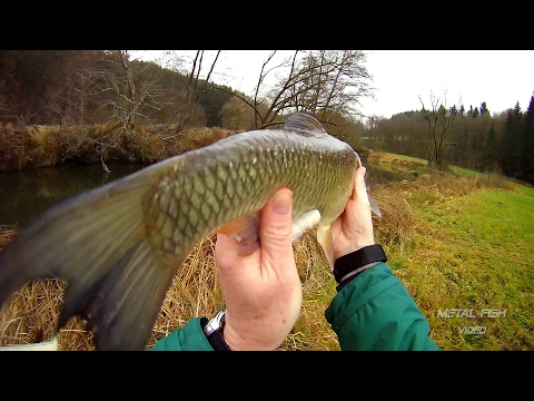 Winkelpickern auf Döbel Aitel 2016