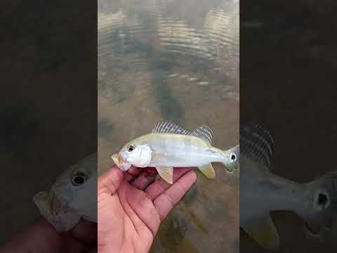 tucunaré azul de flores de Goiás #peixe #pescaria #pescaesportiva #pesca #fhising