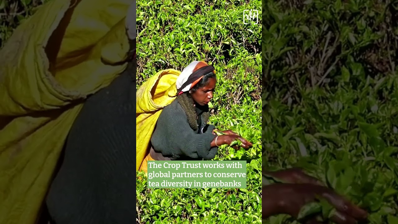 The Hidden Crop Diversity Behind Your Daily Tea 🍵🌍 | International Tea Day
