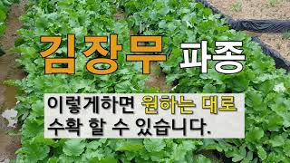 김장무 파종 이렇게 하면 원하는 대로 수확 할 수 있습니다. 주말농장 도시텃밭  김장무  가꾸기!