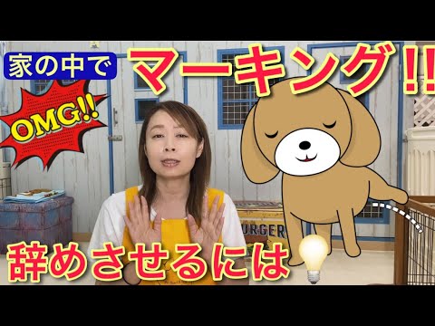 犬は何歳になると足を上げて排尿するようになりますか?