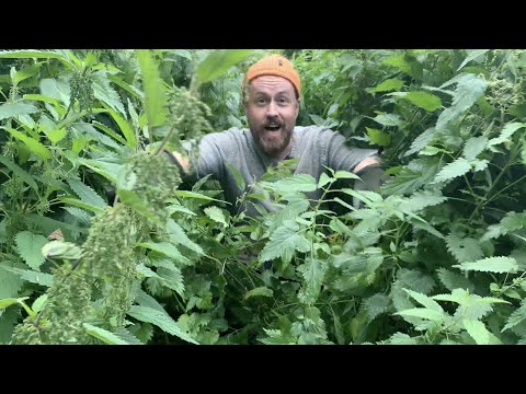 Johan gör nässelvatten