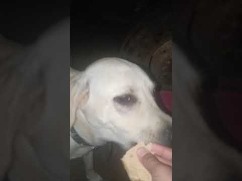 Shreyasi first try sapati to puffy, lio and Simba