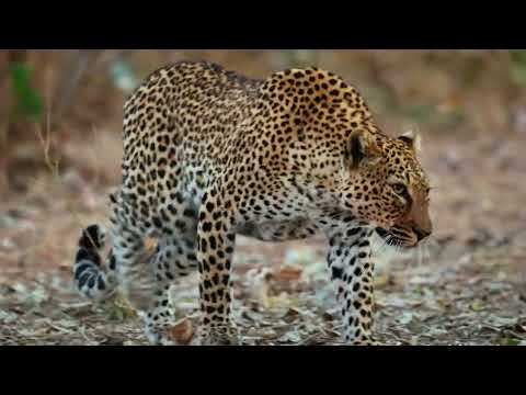 Honey Badger Shows The Leopard Who's The Boss !!