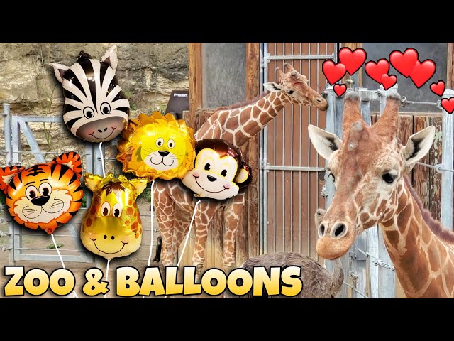 Vídeo relacionado con AUNGKWANG 6 Piezas Globos Animales, Safari Animales Globos, XXL Foil Globo, Animales del Bosque Jirafa León Globos, para Niños Cumpleaños Fiesta, Zoológico Fiesta Boda