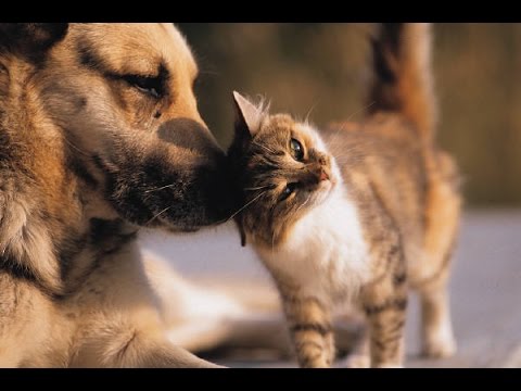 Qu’est ce qu’une assurance pour chiens et chats