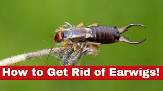 Beat the Pincher Bug: Learn How to Get Rid of Earwigs!