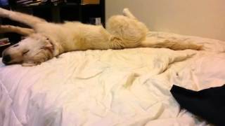 Sleeping dog falls off bed