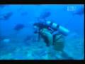 Crocodile Hunter Tiger Sharks Part 3 5