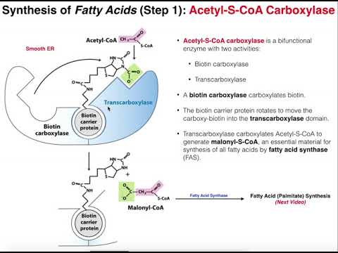Lipid Biosynthesis | Fatty Acid Biosynthesis 2: Acetyl-CoA Carboxylase