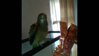 Parrot hates cheese-nips