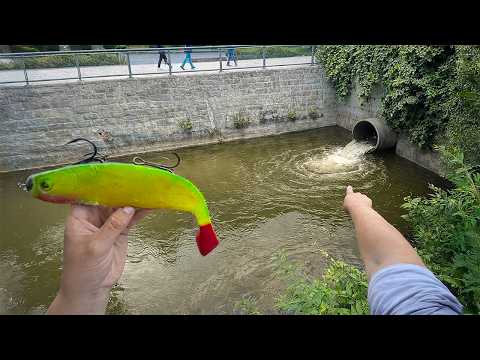 Wels Spinnfischen im Stadtgraben auf Sicht!