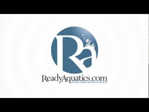 The Secret of Keeping Dwarf Seahorses www.ReadyAquatics.com