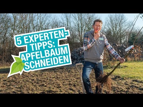 Der Apfelbaum: Pflanzen, schneiden und düngen