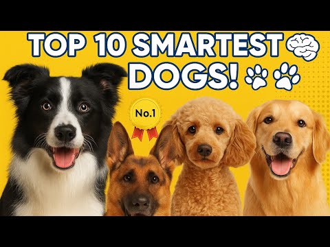 „Top 10 der klügsten Hunde der Welt! 🧠🐾“ | Die intelligentesten Hunde