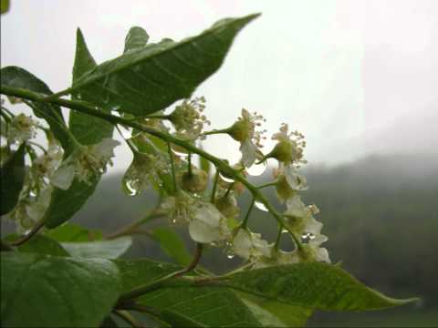 August CD Promo - "The Rain Came Down" by Amy Lauren