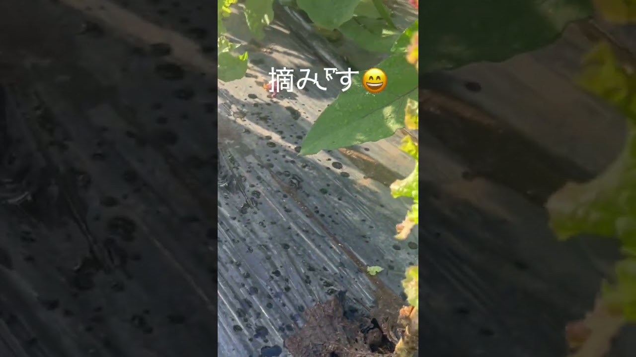 サニーレタスとその他野菜収穫#サニーレタス#なす#家庭菜園