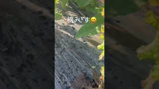 サニーレタスとその他野菜収穫#サニーレタス#なす#家庭菜園