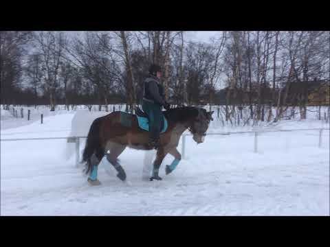 Dressur med Skar • 24 02 2018