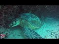 Underwater shot of swirling blue-line snapper above the coral garden near Waikiki