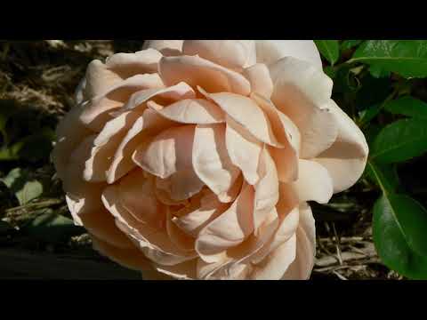 For The Roses - Fiona Joy Hawkins