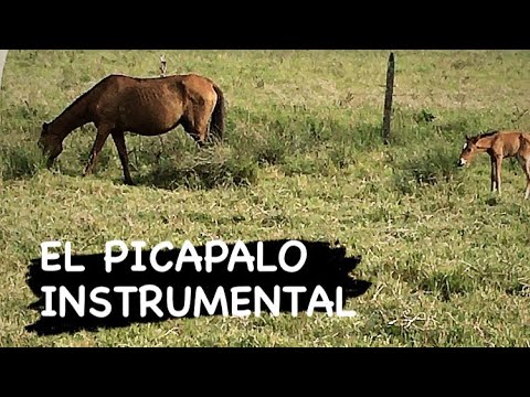 EL PICAPALO–  Instrumental  llanero en [Música llanera] 🎵