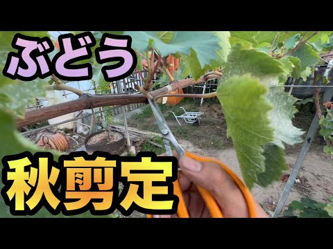 ブドウの木、ブドウ 植物