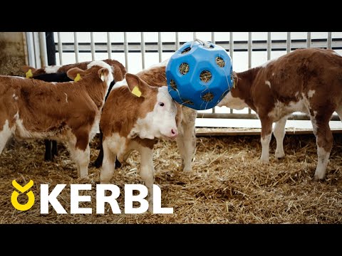 Futterspielball, rot