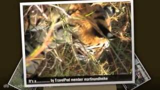 preview picture of video 'Khana National Park TIGERS Martinandheike's photos around Khana, India (khana natonal park)'