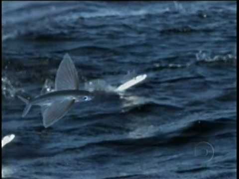 download lagu mp3 mp4 Peixe Voador, download lagu Peixe Voador gratis, unduh video klip Peixe Voador