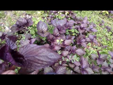 download lagu mp3 mp4 Licorice Smelling Plant, download lagu Licorice Smelling Plant gratis, unduh video klip Licorice Smelling Plant