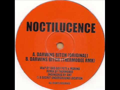 Bang On 8 - Noctilucence - Darwins Bitch