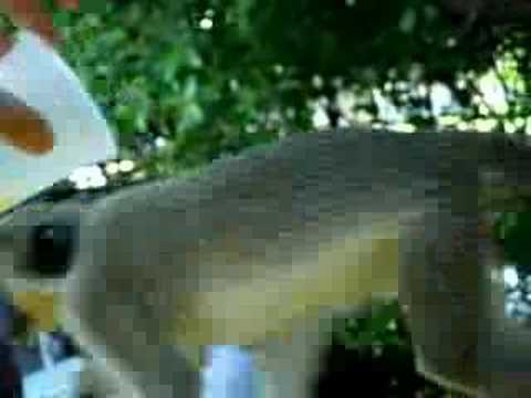 drunk monkeys in St. Kitt's