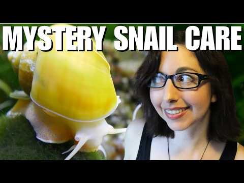 Mystery Snail Basic Care - A Beginner's Guide