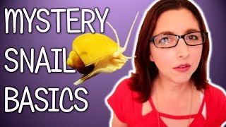 Mystery Snails Species Spotlight