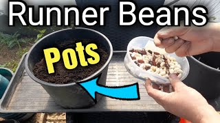 How to Grow Runner Beans in Pots | Scarlet Beans | Pole Beans  | Gardening for Beginners