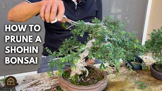Bonsai Technique: Refining a Shohin Bonsai Tree (Part 1): Catlin Elm, 30 Years in Training
