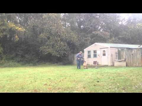 Denver - heel work/intro to pinch collar 10/27/15 Pacesetter Training Kennel Athens Dog Training