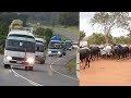 Msafara Wa Wanaohama Kwa Hiari Ngorongoro Ukielekea Handeni Wapokelewa Na Wenzao Msovera