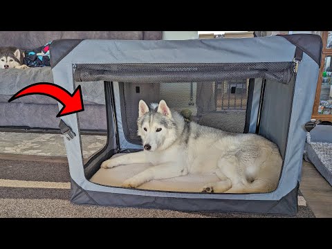 This Collapsible Dog Kennel is Perfect for Your Dogs!