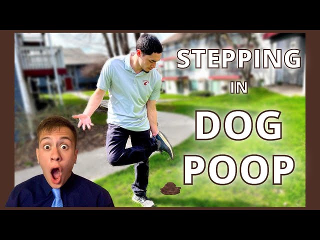 Is stepping in dog poop good luck?