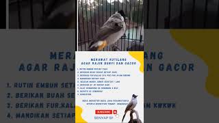 Download lagu MERAWAT KUTILANG mp3