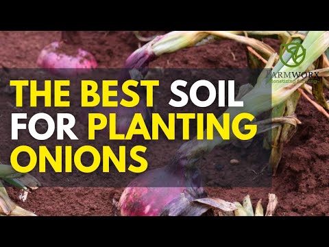 Bulb Onions Farming In Kenya Best Onion Fertilization Schedule 2025
