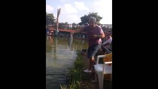 Olha nós aí de novo arrebentando de pegar tilápia