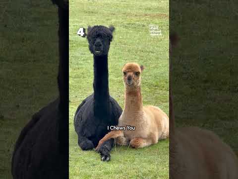 Les 10 vidéos d'animaux les plus drôles de la semaine !