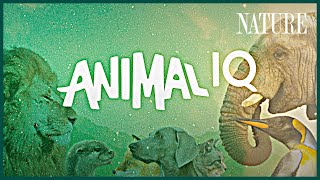 This is Animal IQ! A new show coming to Terra (feat. @Trace Dominguez)