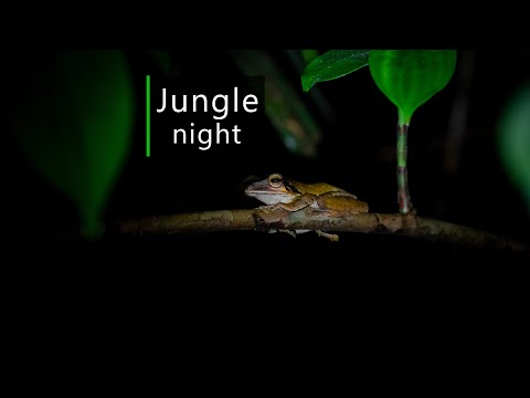 Rainforest sounds - Night in the Borneo jungle