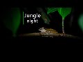 Rainforest Sounds Night In The Borneo Jungle